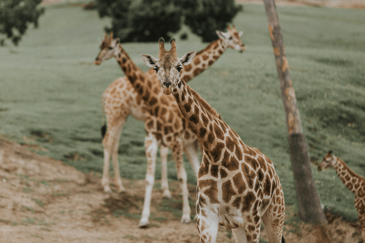 giraffes at the zoo