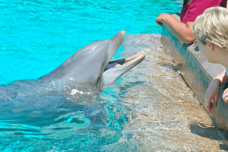 dolphin at seaworld