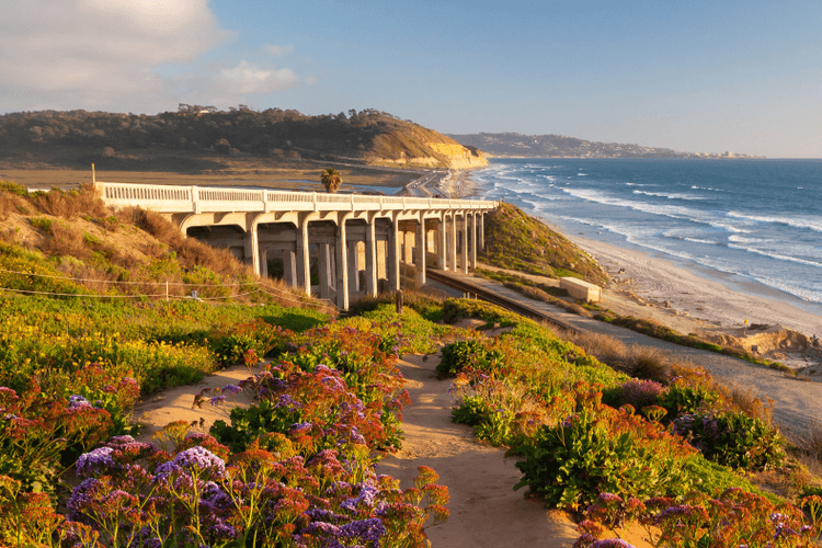 wildflowers at torrey pines